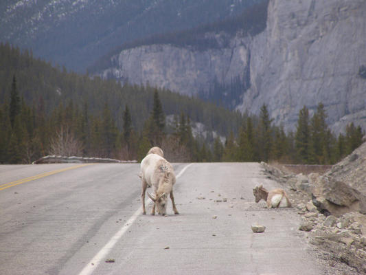 Goats on Road