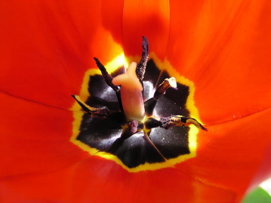 Tulip