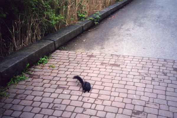 Squirrel in Stanley Park