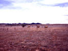 Merino Sheep