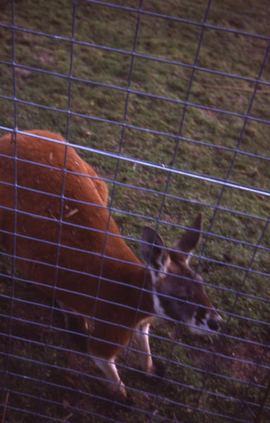 21 Kangaroos