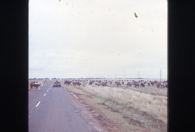 Cattle on road