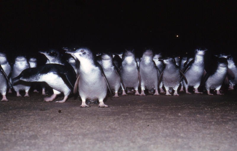 Penguin Parade