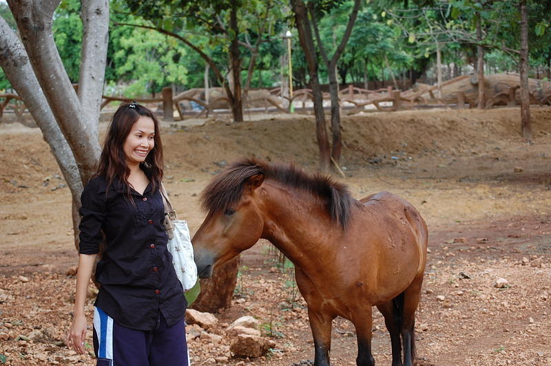 Wan feeding the horse