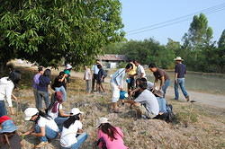 Royal Tree Project