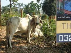 Livestock at Ao Takiab