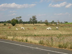 Farm land toward Nang Rong