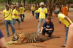 Kym and the Tiger