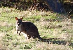 17 Wallaby