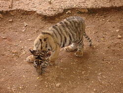 Tiger Cub