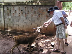 Feeding the Animals