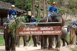 Maesa Elephant Farm