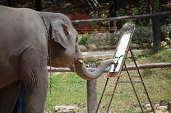 Maesa Elephant Farm