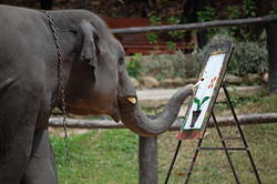 Maesa Elephant Farm