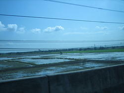 Rice fields