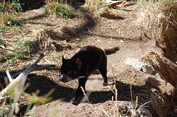 Tasmanian Devil