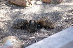 Echidnas