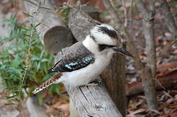 Kookaburra