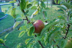 Homegrown Apples