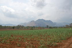 Cousins rice field